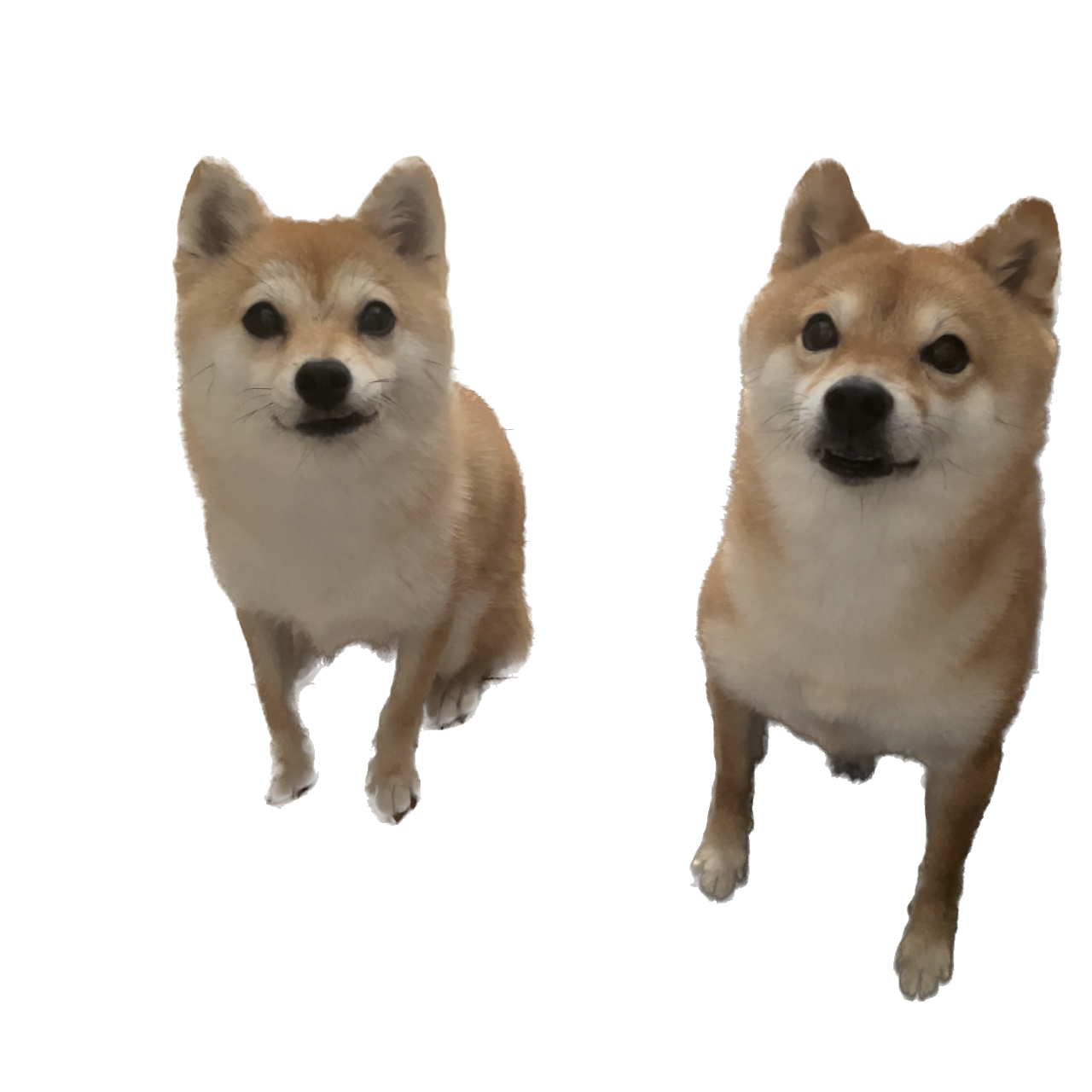 豆柴ちくわ＆がんも